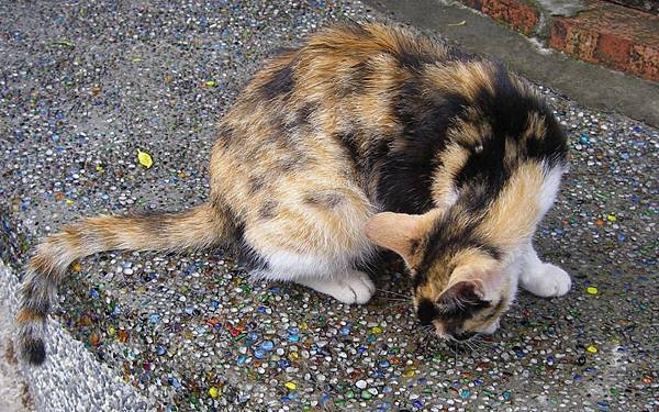 10cat-0336.jpg