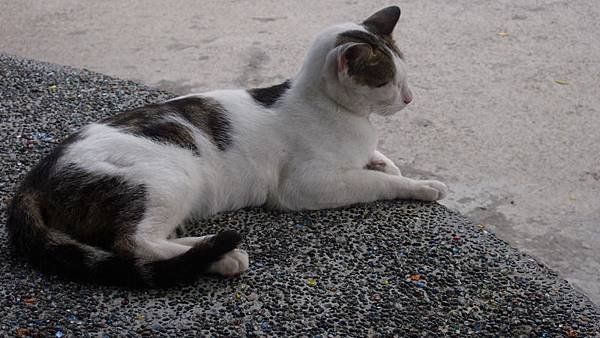 18cat-6007.jpg