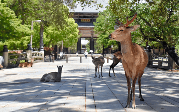 在奈良東大寺前的鹿群。.png