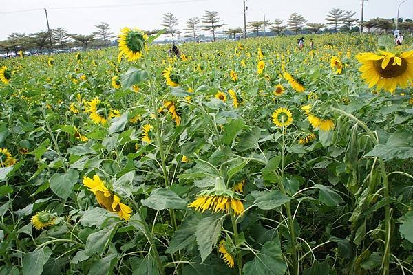 台江公園搭船&amp;橋頭花田遊 025