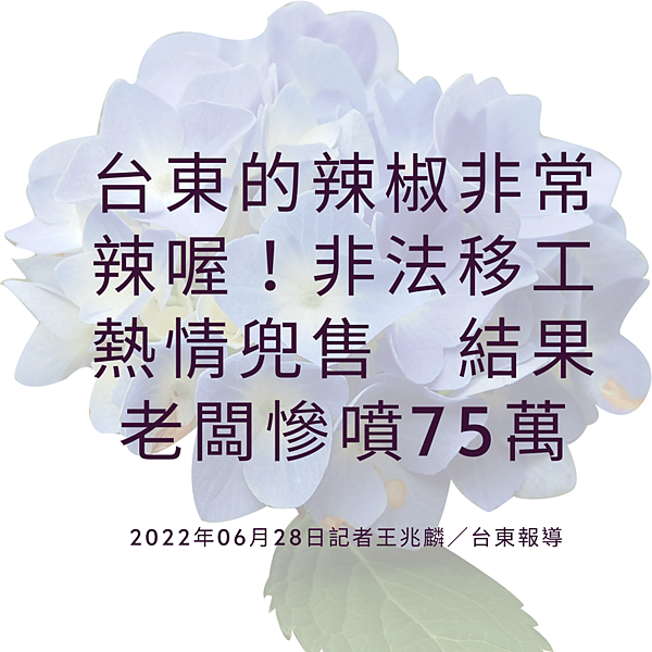 台東的辣椒非常辣喔！非法移工熱情兜售 結果老闆慘噴75萬 2022年06月28日記者王兆麟／台東報導 (1).png