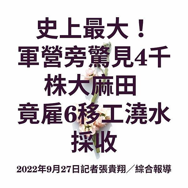 史上最大！ 軍營旁驚見4千株大麻田 竟雇6移工澆水採收 2022年9月27日記者張貴翔／綜合報導 (1).jpg