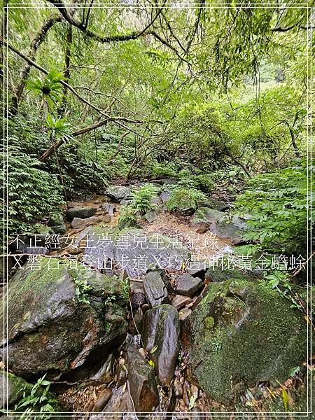 【石碇步道景點X拉繩趣】磐石嶺登山步道X巧遇可愛黃金蟾蜍X初
