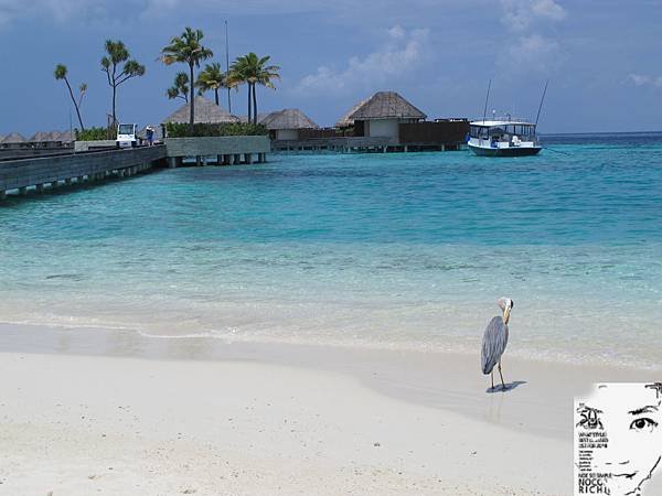 MALDIVES_2 312