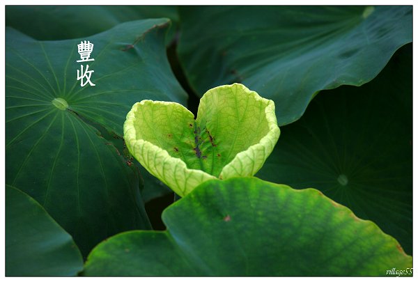 蝦鬆.JPG