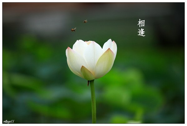 競逐.JPG