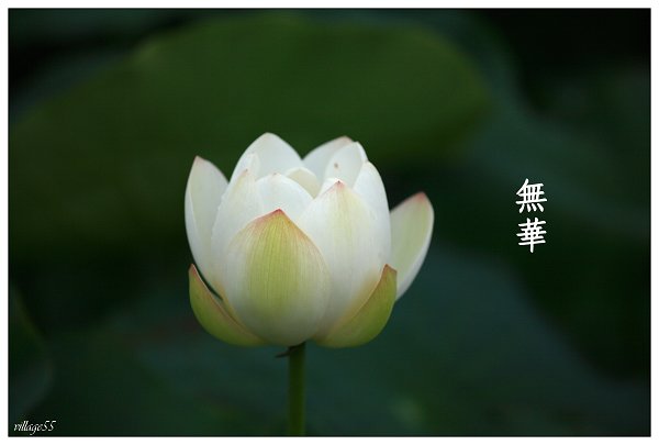 無瑕.JPG