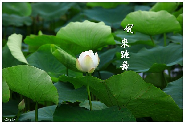 翻飛.JPG
