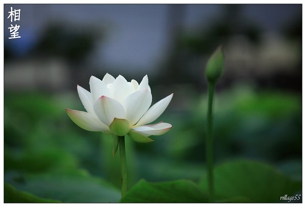 陪襯.JPG