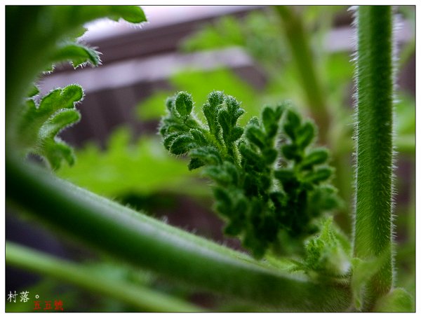 除蚊草.JPG