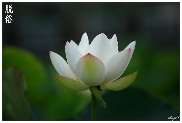 花開.JPG