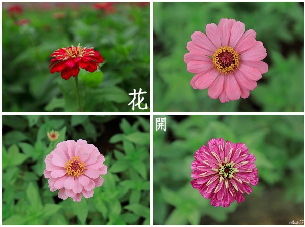花開了.jpg