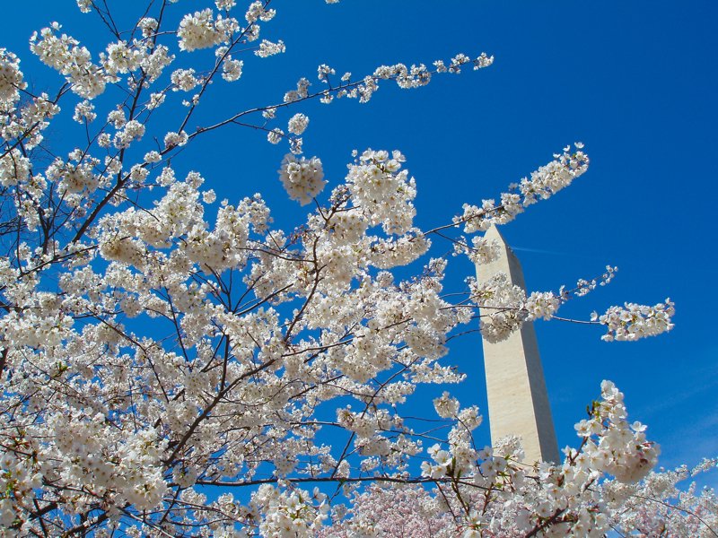 桜 2009-005.jpg