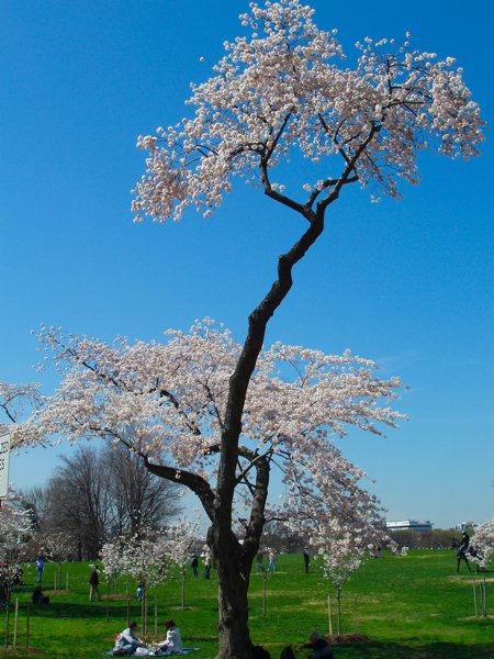 桜 2009-006.jpg