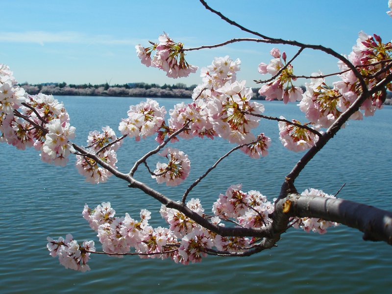 桜 2009-007.jpg