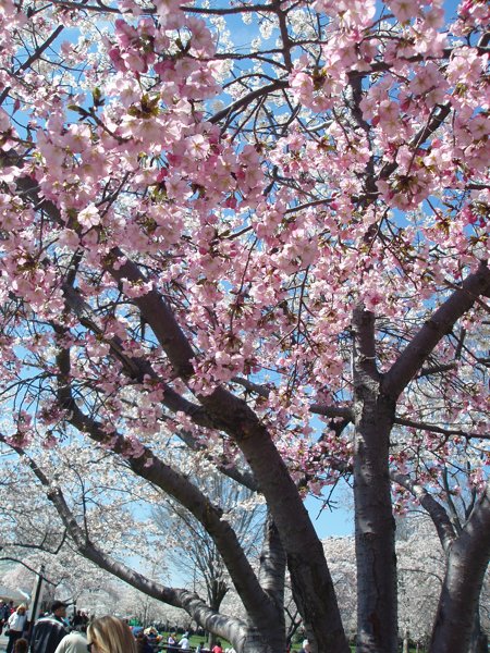 桜 2009-008.jpg