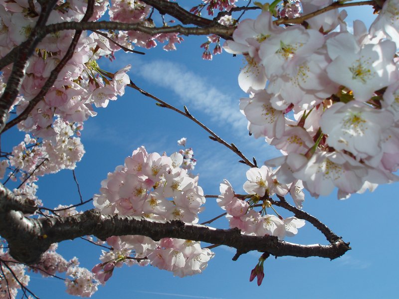 桜 2009-012.jpg