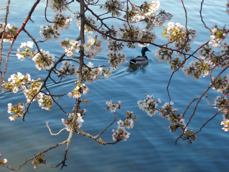 桜 2009-015.jpg