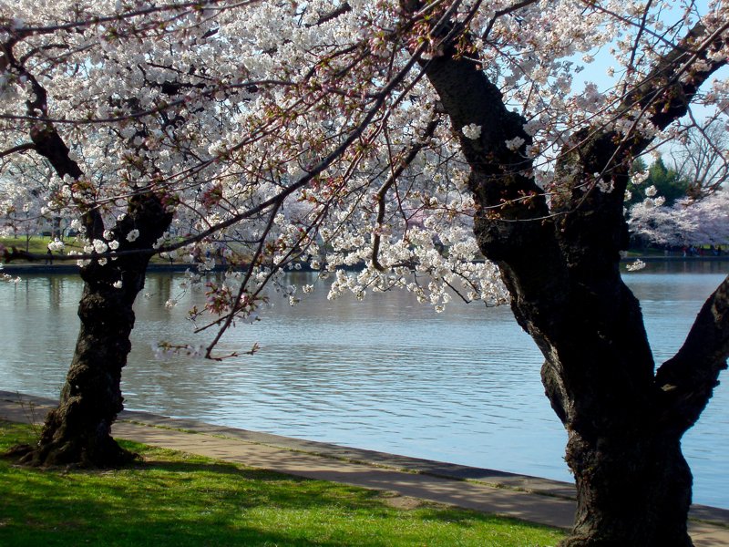 桜 2009-018.jpg