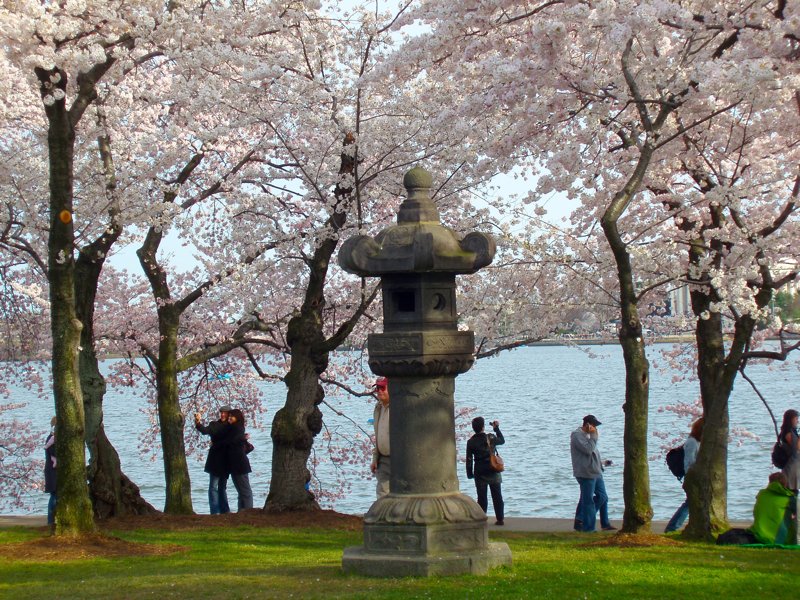 桜 2009-022.jpg