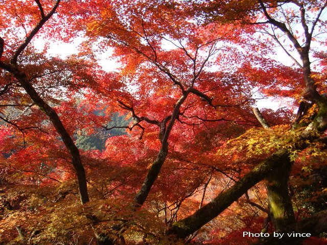 清水寺 楓樹林