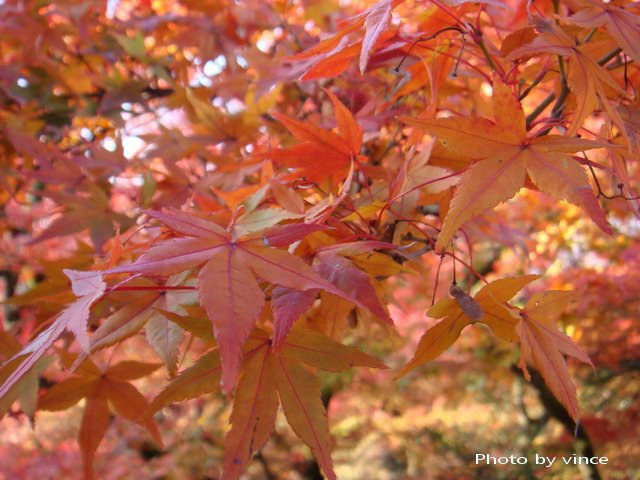 清水寺 紅葉