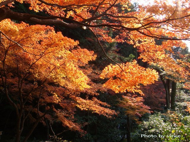 銀閣寺 楓葉1