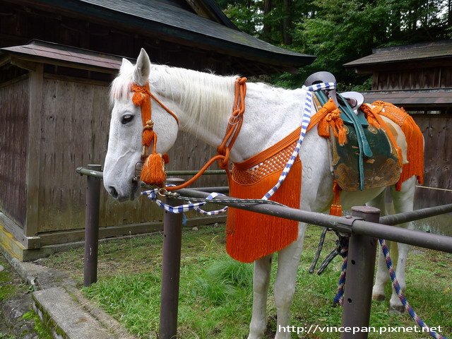 遊行的白馬兒