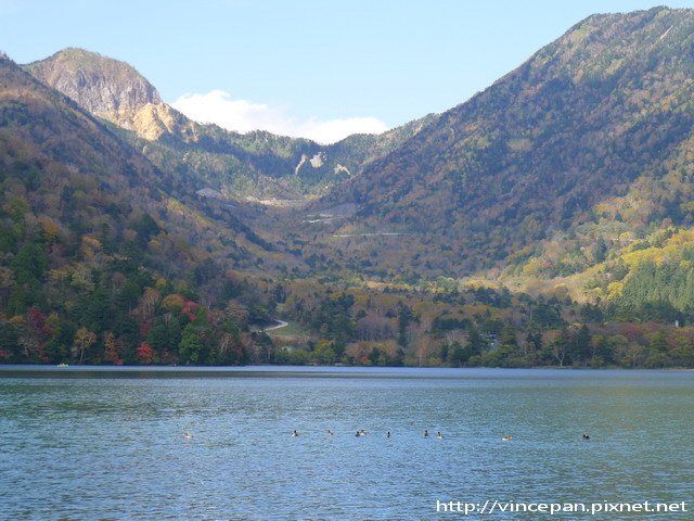 湯之湖 遠山 小鴨