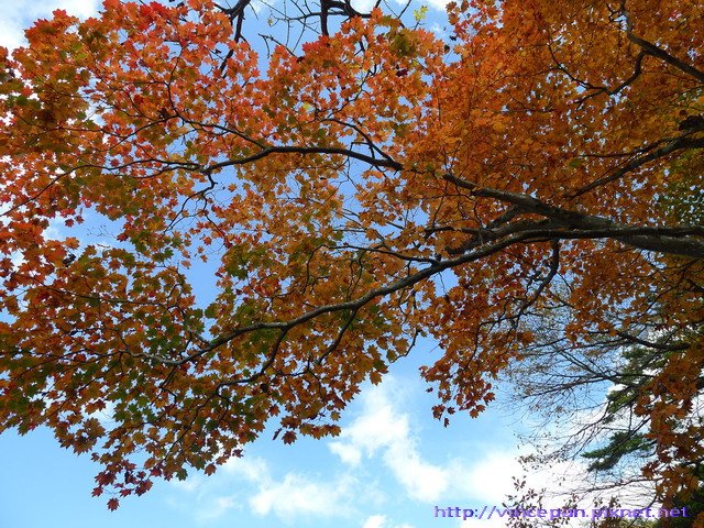 湯之湖 天空紅葉