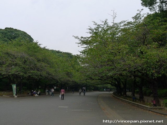 上野恩賜公園 櫻花大道