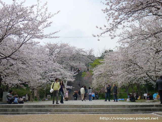 西公園 入口前櫻花