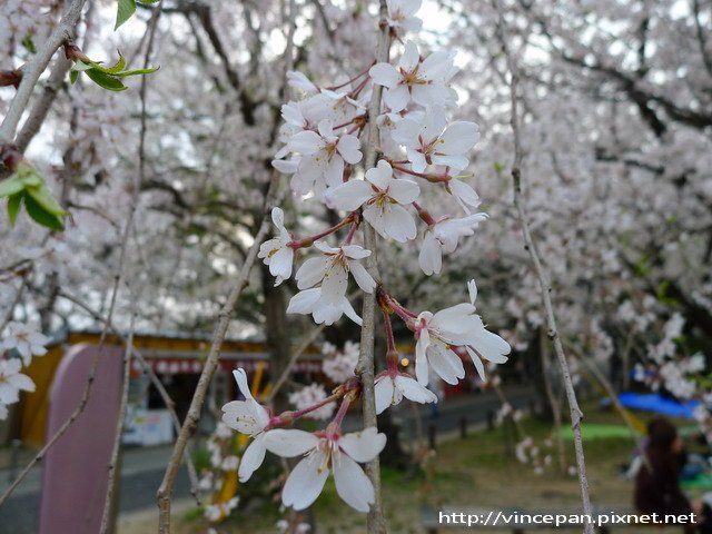 西公園  枝垂櫻