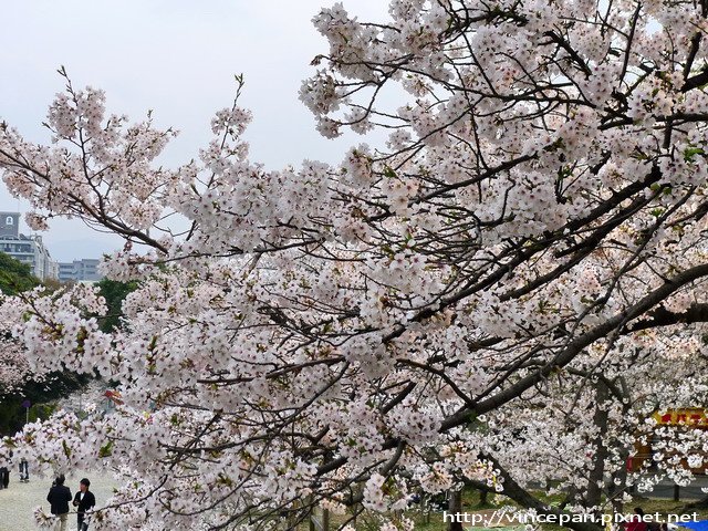 西公園  階梯前櫻花