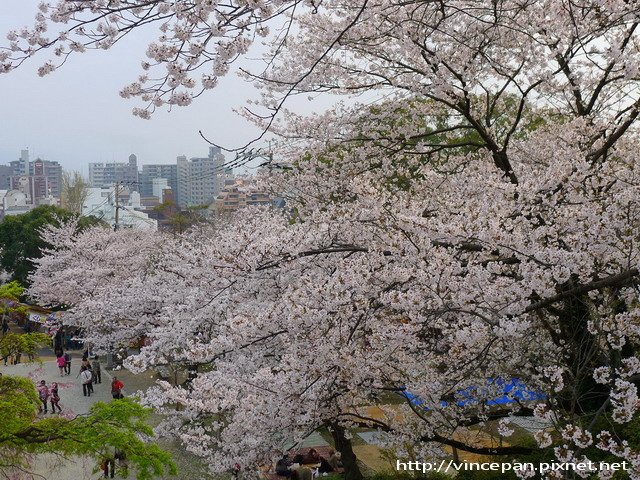 西公園 階梯前櫻花2