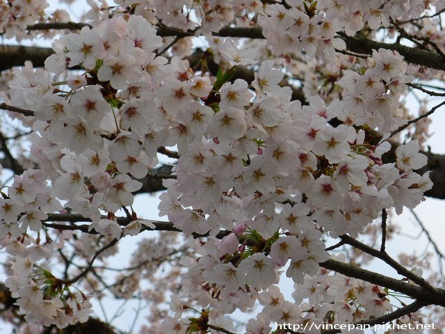 西公園  櫻花花朵