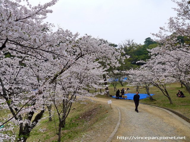 西公園 坡道櫻花