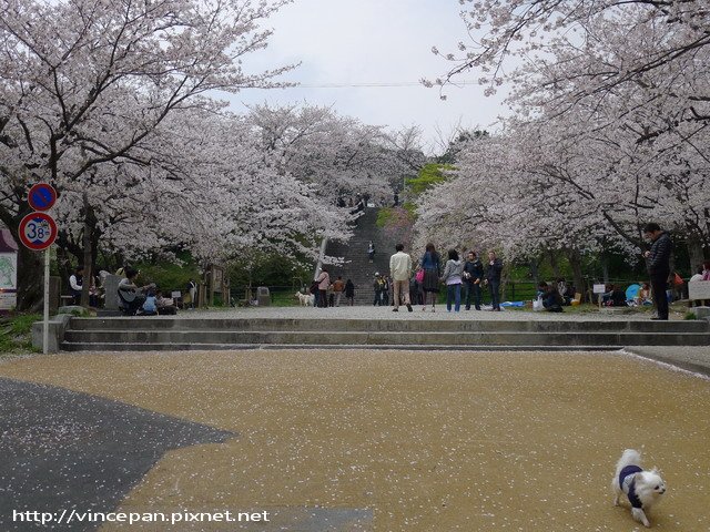 西公園  前櫻花