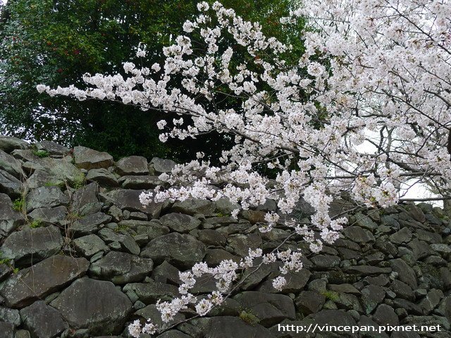 舞鶴公園 名島門旁櫻花