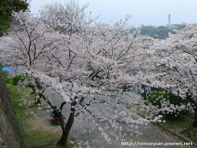 舞鶴中學 櫻花隧道 上方