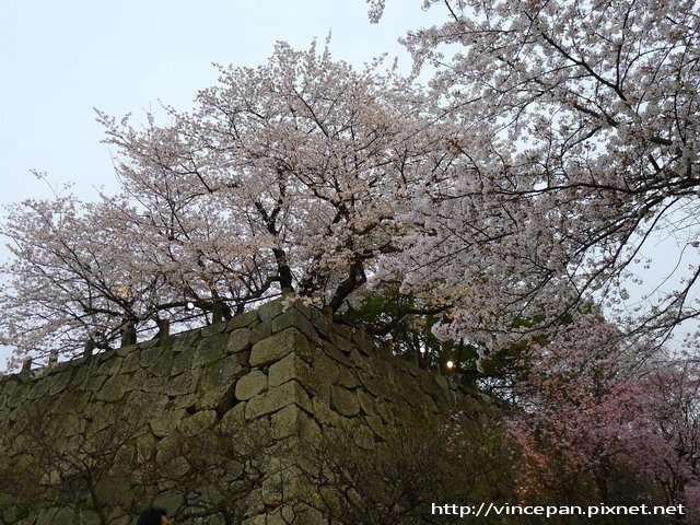 福岡城跡 城牆上櫻花