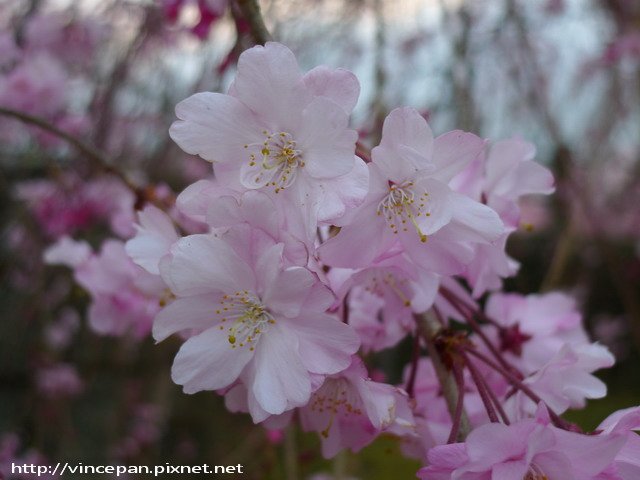 福岡城跡 枝垂櫻 花朵