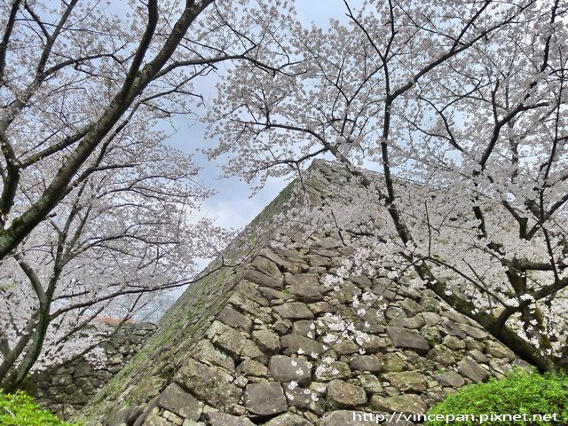 福岡城跡 天守台 櫻花