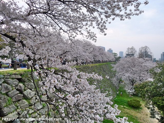 福岡城跡 城牆 櫻花列 