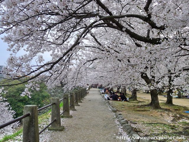 福岡城跡 櫻花隧道