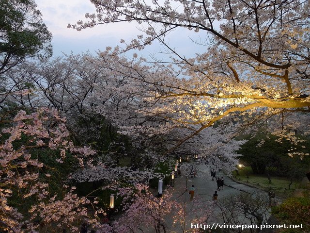 福岡城跡  夜櫻