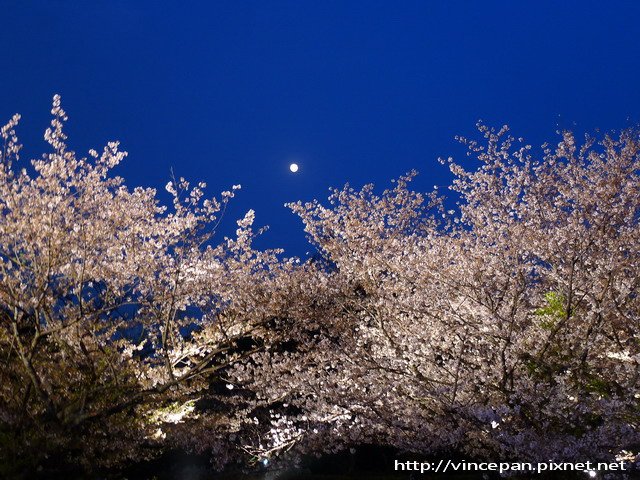 多聞櫓 夜櫻 月亮