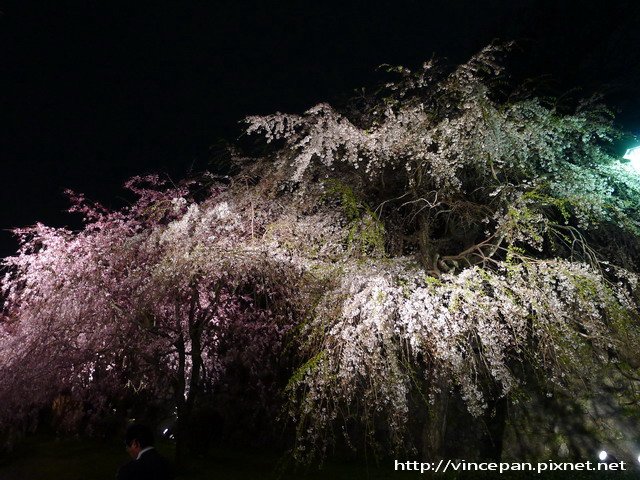 枝垂櫻 夜櫻