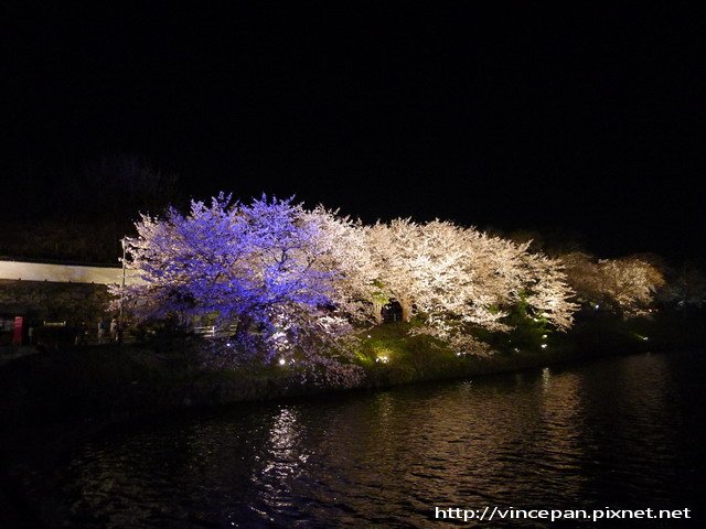 上之橋旁夜櫻