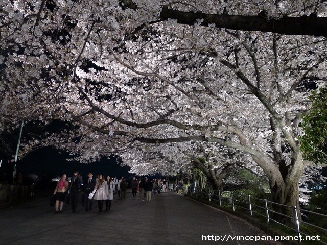 上之橋夜櫻